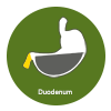 Duodenum